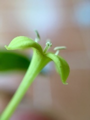 Bouvardia multiflora