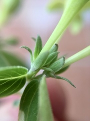 Bouvardia multiflora