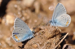Cyaniris semiargus helena