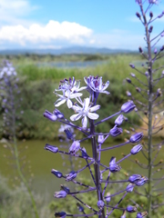 Scilla hyacinthoides