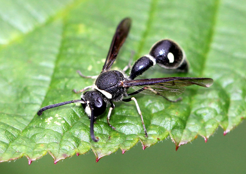 Fraternal Potter Wasp photo 4