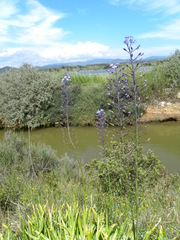 Scilla hyacinthoides