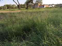 Eragrostis mexicana