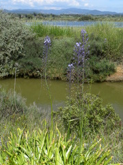 Scilla hyacinthoides
