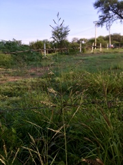 Eragrostis mexicana