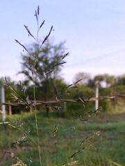 Eragrostis mexicana