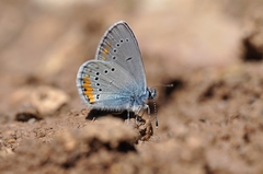 Cyaniris semiargus helena