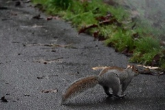Sciurus carolinensis