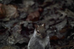 Sciurus carolinensis