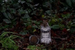 Sciurus carolinensis
