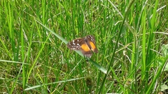 Chlosyne lacinia image