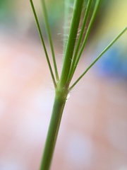 Eragrostis mexicana