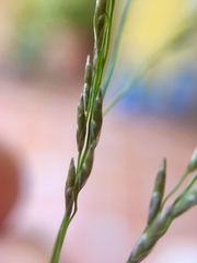 Eragrostis mexicana