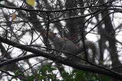 Sciurus carolinensis