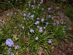 Hyacinthoides italica