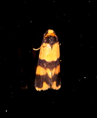 Stenoscaptia venusta