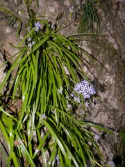 Hyacinthoides italica