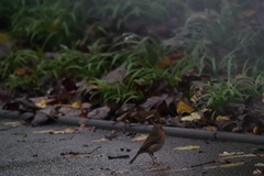 Erithacus rubecula
