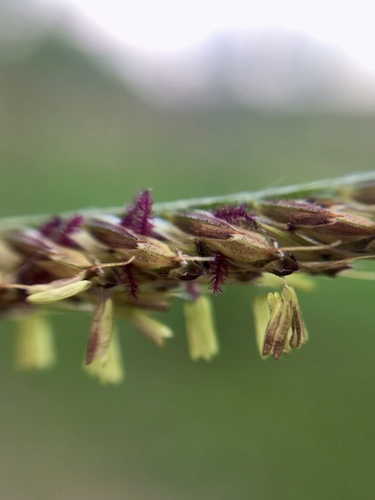 Chloris gayana