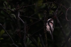 Aegithalos caudatus