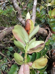 Marcgraviaceae