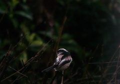 Aegithalos caudatus