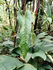 Anthurium panamense