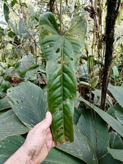 Anthurium panamense