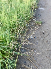 Eragrostis mexicana
