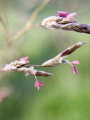 Eragrostis mexicana