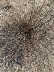 Hoffmannseggia microphylla