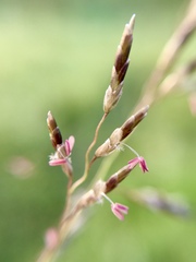 Eragrostis mexicana