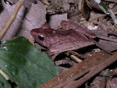Gephyromantis plicifer