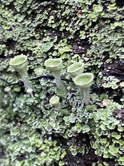 Cladonia conista