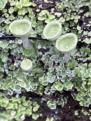 Cladonia conista