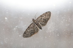 Eupithecia vulgata