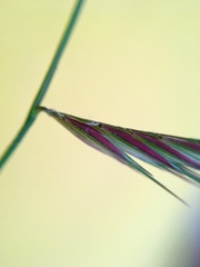 Bouteloua repens