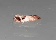 Lobesia extrusana