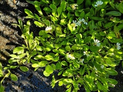 Scaevola hookeri