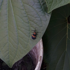 Calopteron terminale