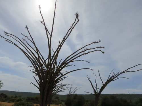 Alluaudia montagnacii Rauh 2