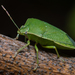 Southern Green Stink Bug - Photo (c) Christopher Caine, some rights reserved (CC BY-NC), uploaded by Christopher Caine