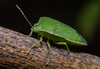 Southern Green Stink Bug - Photo (c) Christopher Caine, some rights reserved (CC BY-NC), uploaded by Christopher Caine