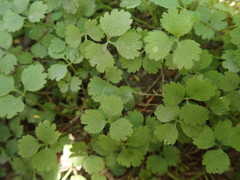Azorella hookeri