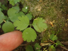 Azorella hookeri