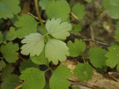 Azorella hookeri