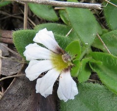 Scaevola hookeri