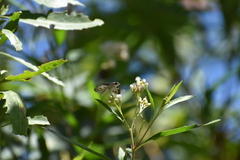 Chiomara asychis