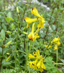 Corydalis cavei
