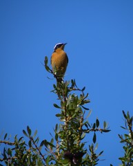 Phoenicurus moussieri